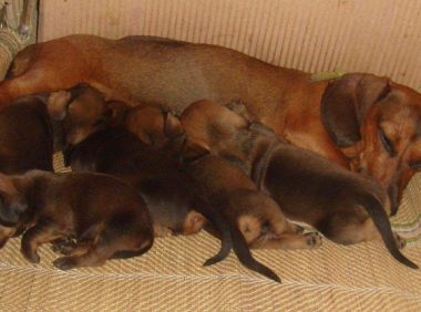 女子去亲戚家坐客，见腊肠犬躺了半小时都没动，伸出手一摸笑喷！