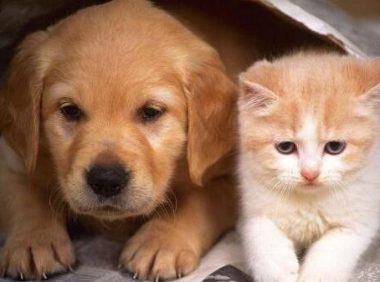 狗和猫拜把子?作为“哥哥”的狗子,偷学开门只为看猫咪