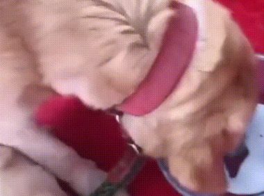 路上偶遇走丢爱犬，时隔一年已生4娃，主人：特别的缘分