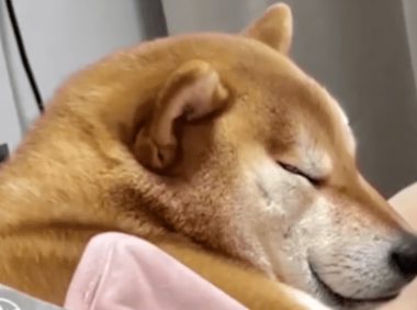 狗狗来“大姨妈”也会姨妈痛吗？呜呜呜呜呜这表现也太真实了！