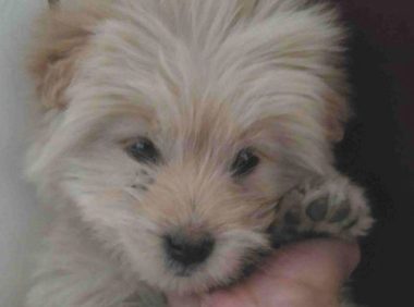 流浪犬跟在背后不离去，殊不知老妈喂个饼干后，它赖在大门口不动了