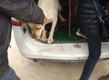 难得一见，健康的狗场繁殖种犬，价格也不低，1300别嫌贵！