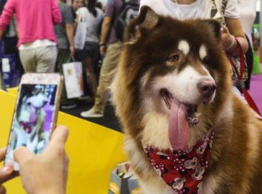 人和宠物犬猫之间的爱，不要因为疾病而消失