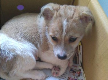 流浪犬被主人家遗弃街道,小家伙看人都哆嗦,无辜小表情让人心痛