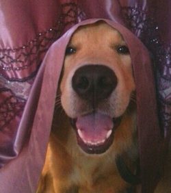 超聪明!萌犬家务健身走台步样样精通