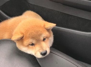 网友带柴犬出去玩，下车发觉不见了，当见到它的样子笑了