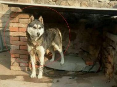 给父母买了只哈士奇,直接把二哈当土狗