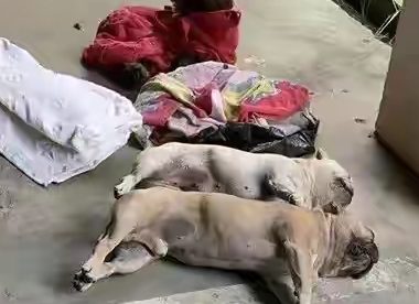 贵州一小区8条名贵宠物狗被毒死，狗主人抱着尸体崩溃痛哭