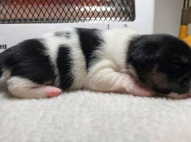 流浪小奶狗差点儿被当做垃圾丢掉，女生抱住后，路人：小家伙享福了