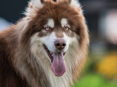 狗狗听见妈妈没带钥匙门外求救，助其成功回家