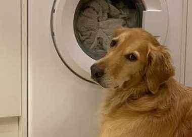 大蒜玩具娃娃被狗朋友咬坏超伤心 主人走投无路向厂商求助