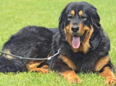 金毛狗祸祸了藏熬，田园猫祸祸了无毛猫，仅仅感情的结晶体，一些草率