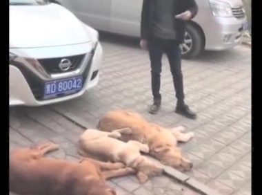 三只金毛狗狗敲诈小轿车车主，规定赔许多食材，车主通电话警报