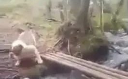 狗狗担心过竹桥，闭上眼回来太搞笑，主人高兴得合不笼嘴！