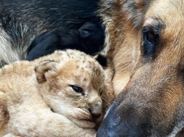 德国牧羊犬成为两只小狮子的“妈妈”