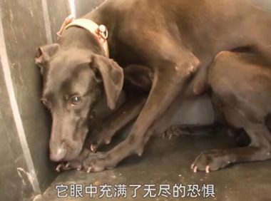 餐馆的后院拴了条黑狗,奶奶从狗贩子手中买下:来,跟我回家