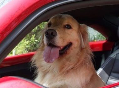 主人搬家狗窝被拆解 阿金看到窝被拆一脸奥堵堵