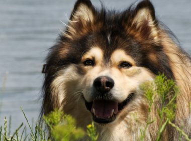 货车车主专盗宠物狗 用“卖麻花”车打掩护被抓