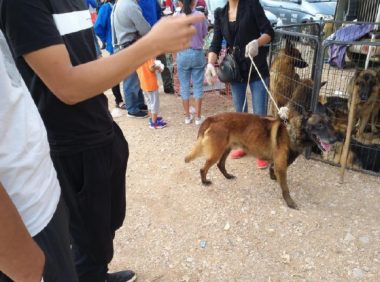 一只五岁的马犬商贩仅500元出售，男子却觉得价格高了！