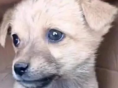 小奶狗刚满月惨遭抛弃!原来是因为它是一只土狗!