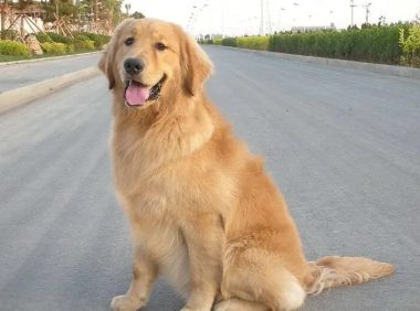 鞍山6岁女孩在小区被金毛犬扑倒撕咬，金毛狗有多凶残？