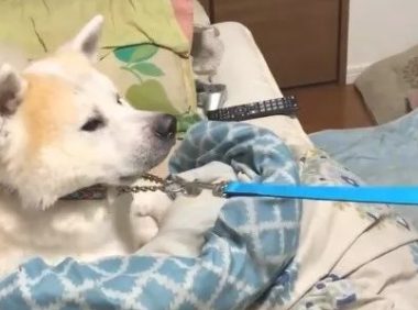 傲娇了8年的秋田犬，近期老想跟父亲一块儿睡，你還是我以前了解的你不？