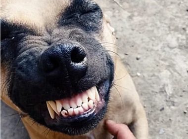 狗肉店买回一只狗狗，死里逃生后，开心地咧嘴大笑，重获新生