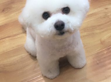 出门忘记收零食，担心狗狗偷吃特地查看监控，结果差点被暖哭了！