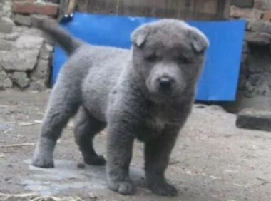 主人举家搬迁，狗狗拴在院外没人管，被发现时让人心