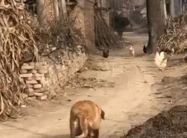金毛回老家开启鸡飞狗跳模式,狗:要不抓只鸡都忘了老子是猎犬了