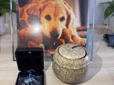 “吸猫”“撸狗”成年轻人新生活方式 中国宠物经济催生新职业