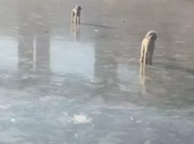 两只狗狗晚上走丢,第二天找到时脚都烂了!它们比主人还着急恐惧
