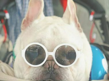 小宠物斗牛犬的身上这5点！许多人一直都误解了！