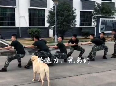 兵哥哥在拔河，狗狗也来帮忙，这样的胜利算不算作弊？