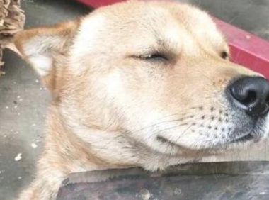 凭本领吃的鸡翅，需不需要承认错误狗狗被主人家威协后，视死如归！