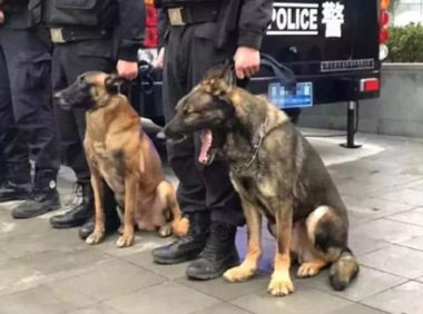 警犬追随主人家接警，結果太困打个哈欠，周围的狗狗反映笑喷人