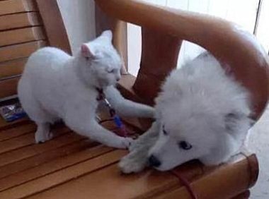 主人带狗去剪毛，回来后猫主子非常厌弃：丑拒，离我远点儿