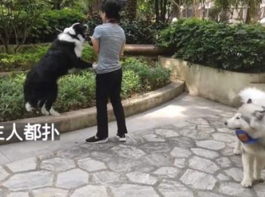 边牧犬进出电梯必扑人，训犬师上门纠正，变得一只猫都不敢扑了