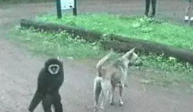 悟空捉弄哮天犬，猴子调戏狗，狗一吠，猴溜得无影