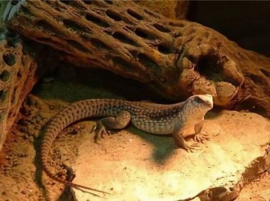 沙漠鬣蜥身份信息