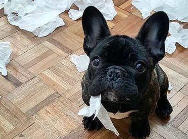 斗牛犬爱翻垃圾桶，主人家居然那样做，吓得狗子撒腿就跑！