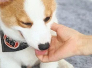 柯基犬的“基因”有多强大网友永远都摆脱不了的小短腿