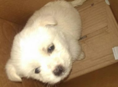 买到“星期狗”医疗事故”，法官支招解宠物经济新纠纷