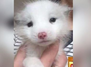 山西太原市的一名王姓女子花人民币1200元从宠物店买来一只银狐犬当宠物