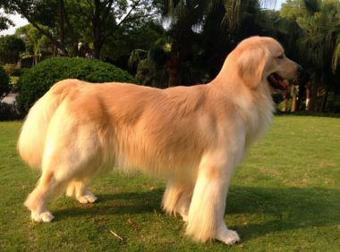 “肢解金毛犬、宠物狗被杀”等事件频频发生，动物保护法立法迫在眉睫