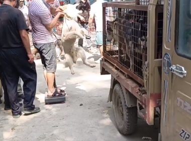 江苏:狗场淘汰的宠物狗去哪了?狗肉车上满是宠物狗,狗场主:已经没价值了