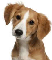 狗狗被车撞了受到惊吓 | 流浪狗被车撞伤,受惊吓的它越逃越远,直到她灵机一动,助它脱险