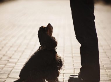 狗狗偷吃肉,关进冰箱惩罚它,几分钟后,打开冰箱主人傻眼了