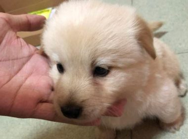 流浪小奶狗跑丢后灰心丧气地走在路上，见到它的样子，女生一脸心痛