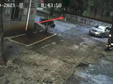 湖南郴州因狗未拴绳，疑被小车故意碾压致死，车主却拒绝道歉